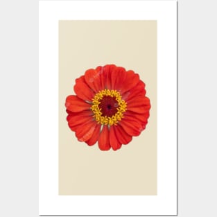 Pink daisy flower Posters and Art